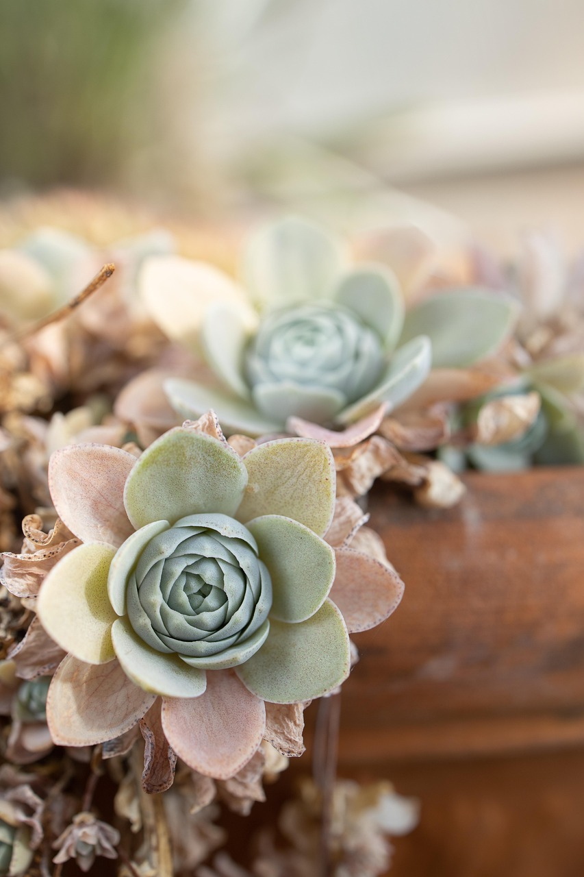 botany, nature, succulents, plant, garden, botanical, ornamental, succulents, succulents, succulents, succulents, succulents, botanical, botanical, botanical