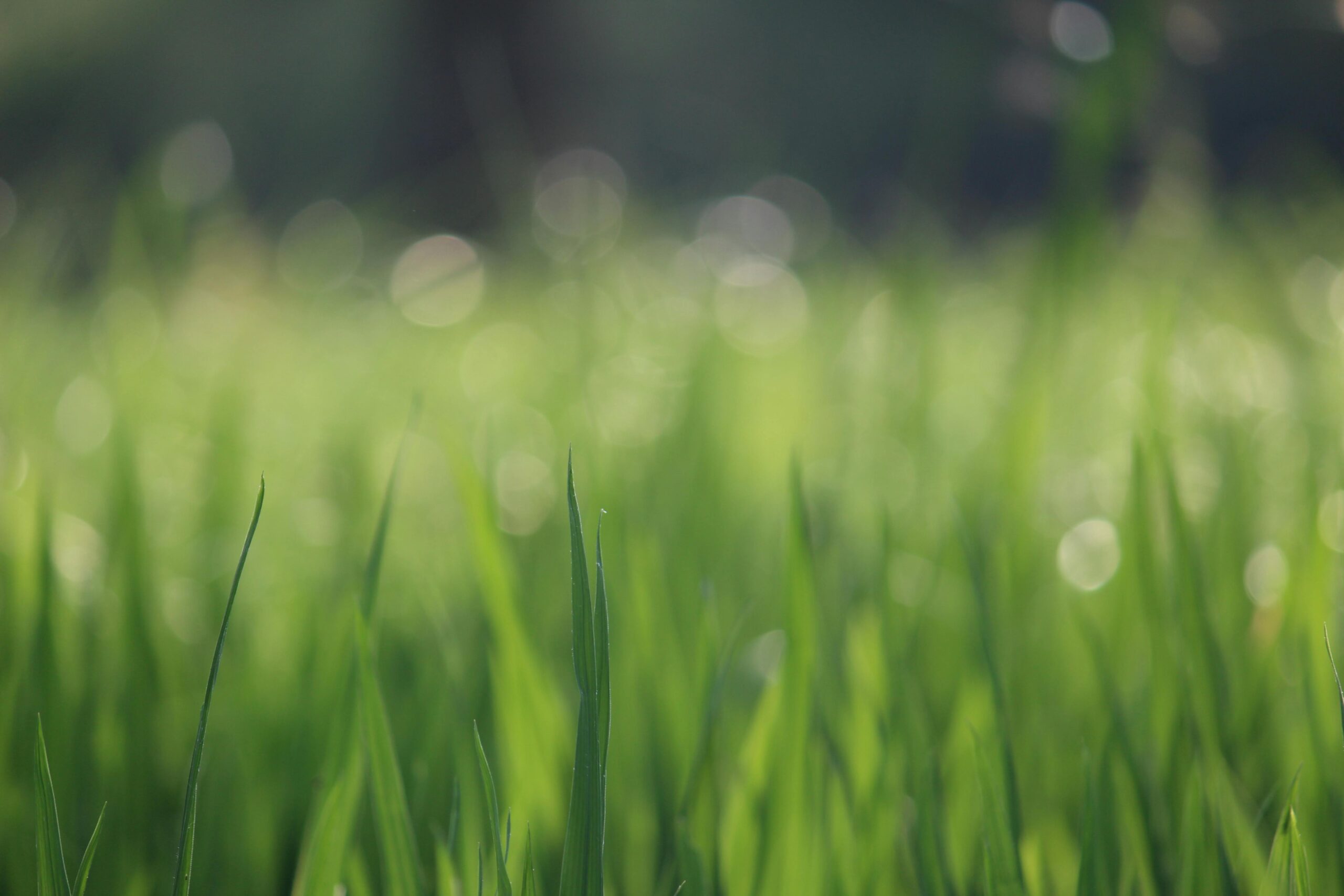 Lush green grass with soft bokeh effect, capturing nature's beauty in a summer field.