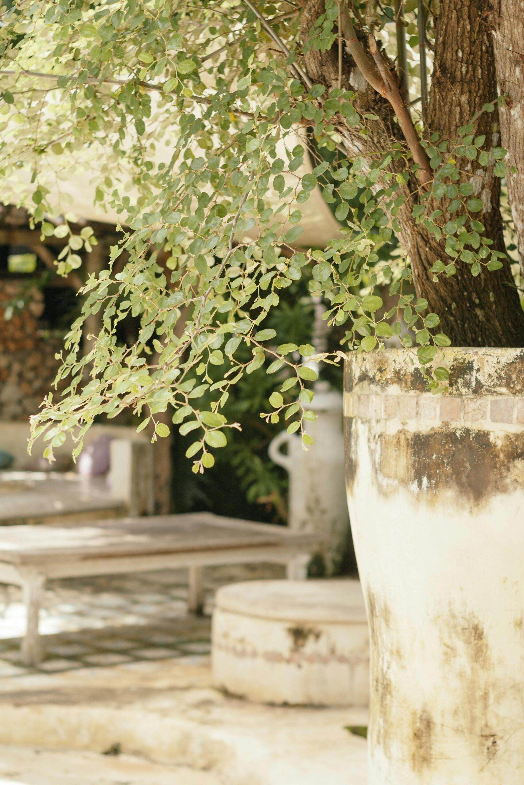 Tranquil outdoor area with a large ceramic pot housing a tree, perfect for relaxation.